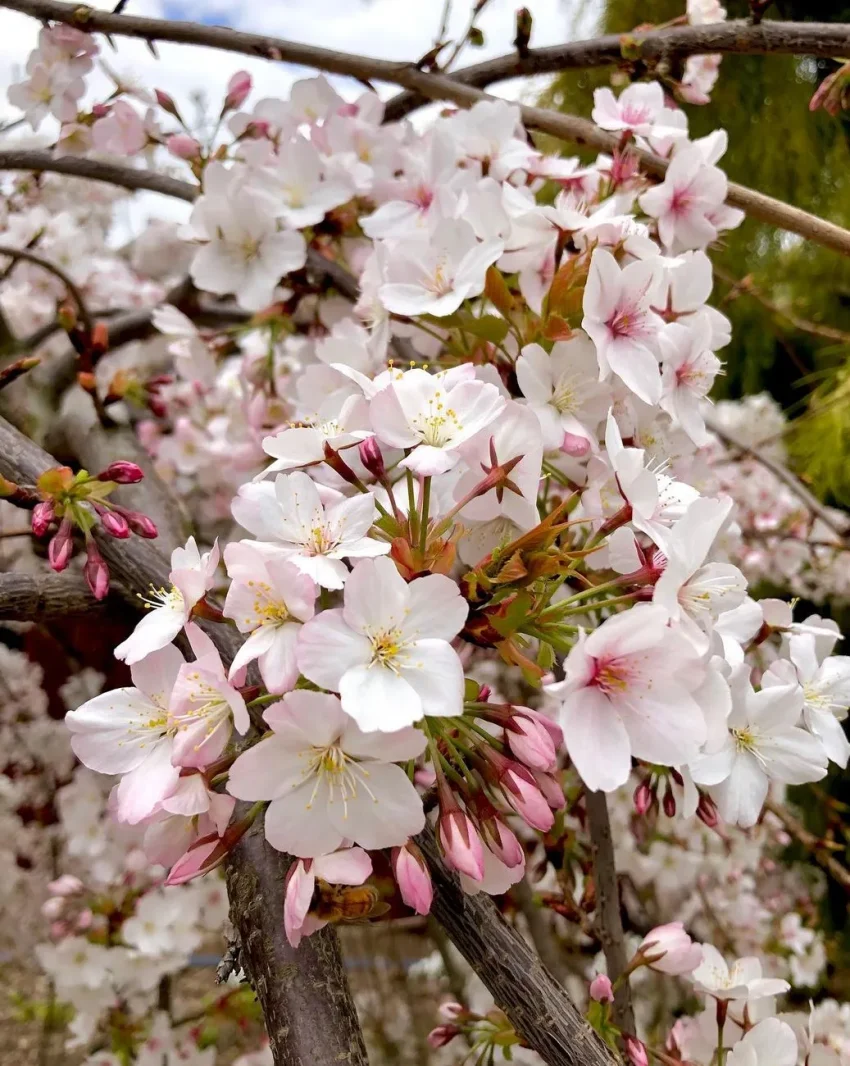 Cherry Blossom Festival, CherryHill Orchards