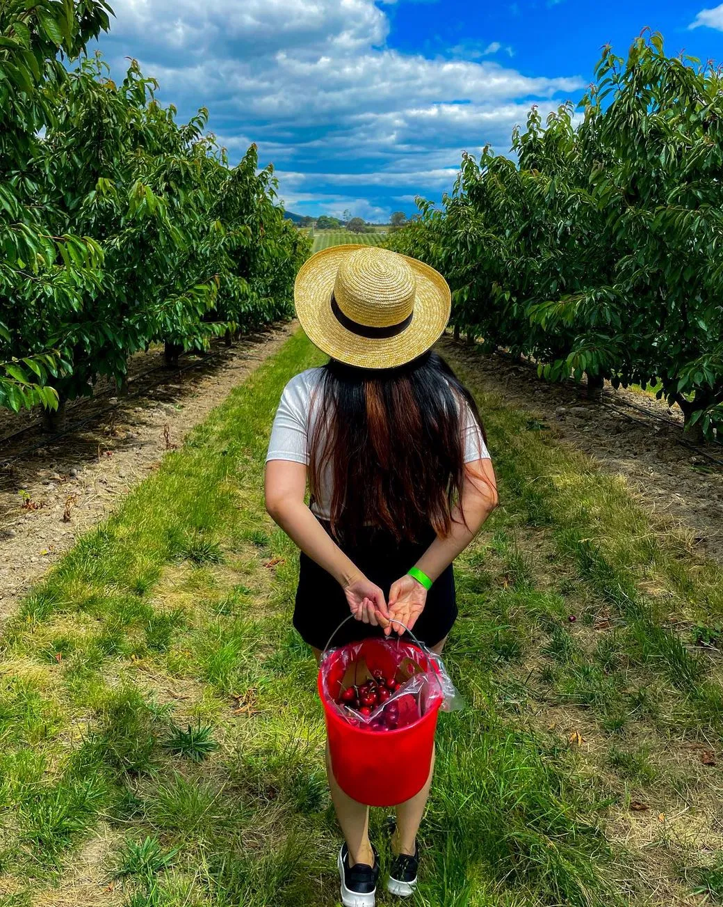 Cherry Season, CherryHill Orchards