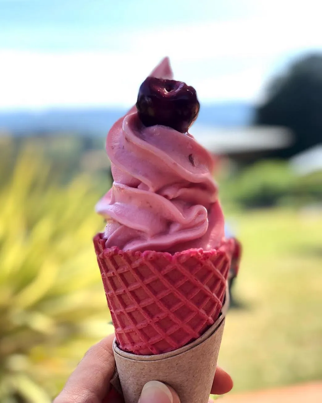 famous cherry ice cream, CherryHill Orchards