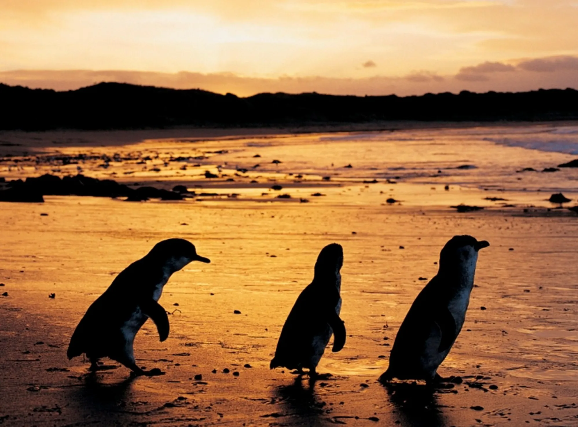 Little Penguins