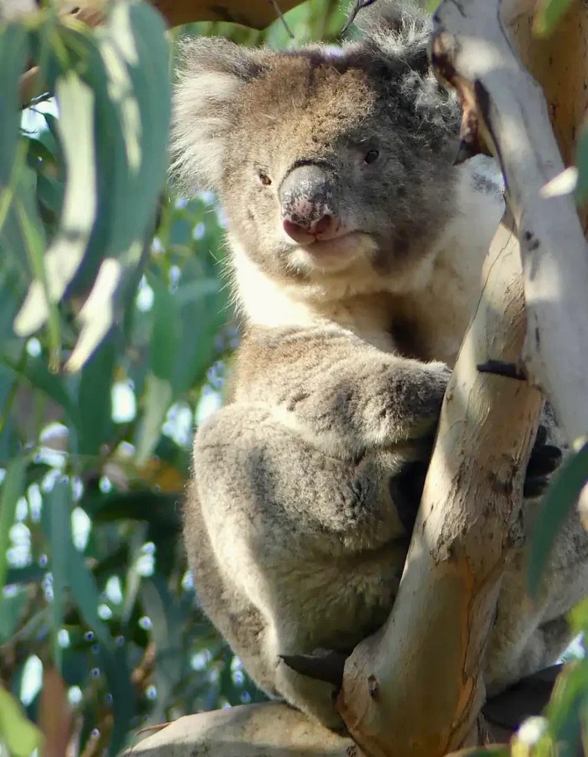 Where Can I See Koalas In The Wild Without The Kennett River Crowds